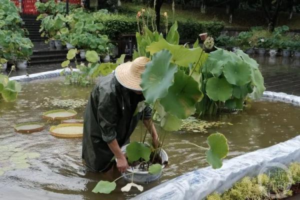 罕见！并蒂莲一开就是三株！其中一株已赠予西南大学做研究-2.jpg