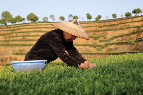 理想华莱：“三茶统筹”助力乡村产业振兴-2.jpg