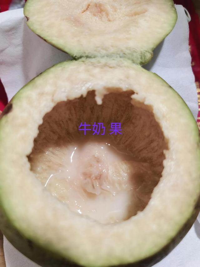 好吃的牛奶果-6.jpg