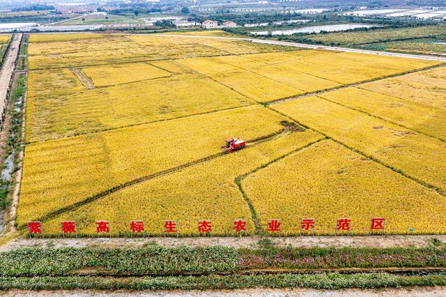 《大地》武汉乡村振兴周刊“闯关”特别报道-24.jpg