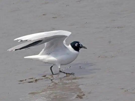 一海阳光 一城绿美——山东省日照市阳光海岸绿道生态保护修复案例-11.jpg