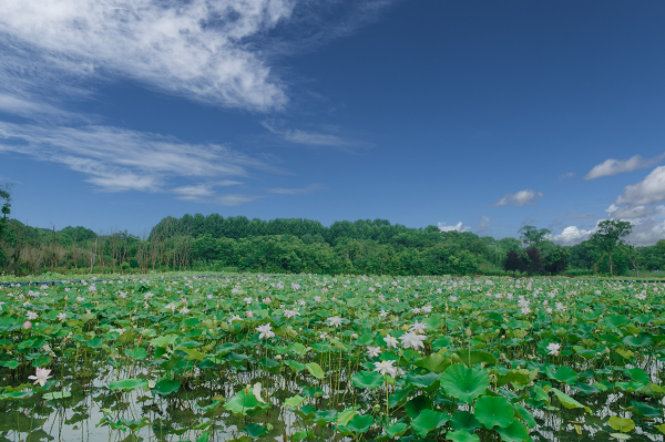 “90岁”的安利纽崔莱，植物营养赛道焕新机-4.jpg